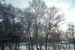Winter_05